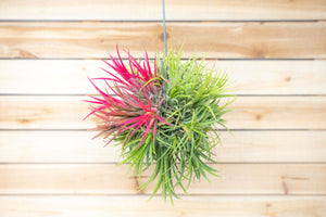 Tillandsia Ionantha Fuego Hanging Clusters with Wire Hook