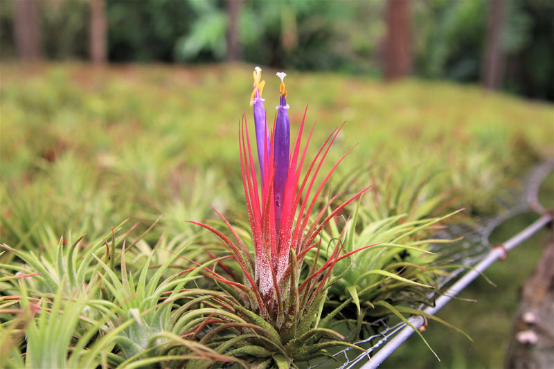 blushing and blooming tillandsia ionantha guatemala air plants