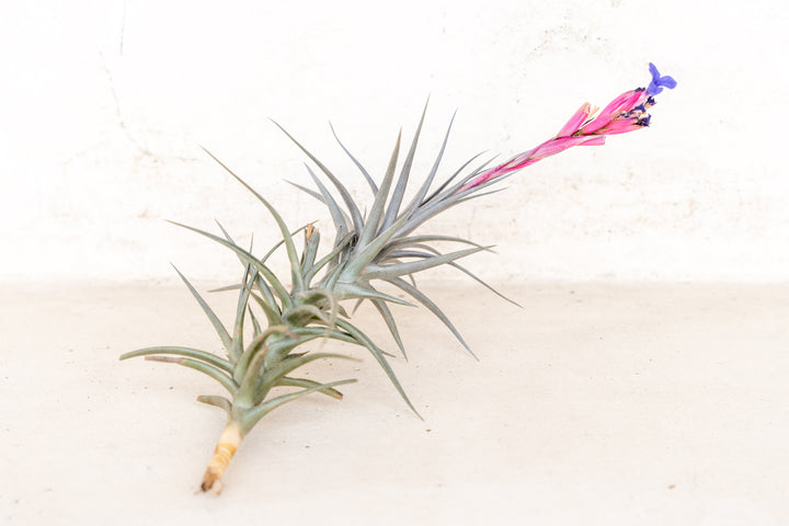 air plant with purple tips Purple Tillandsia Jonesii Singles and Clumps – Air Plant Shop