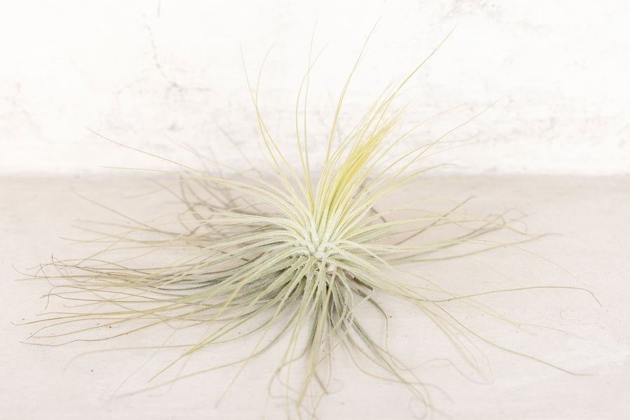tillandsia magnusiana air plant