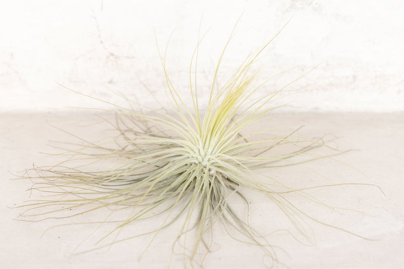 [3 Pack] Tillandsia Magnusiana Air Plants - Delicate, Fuzzy Leaves