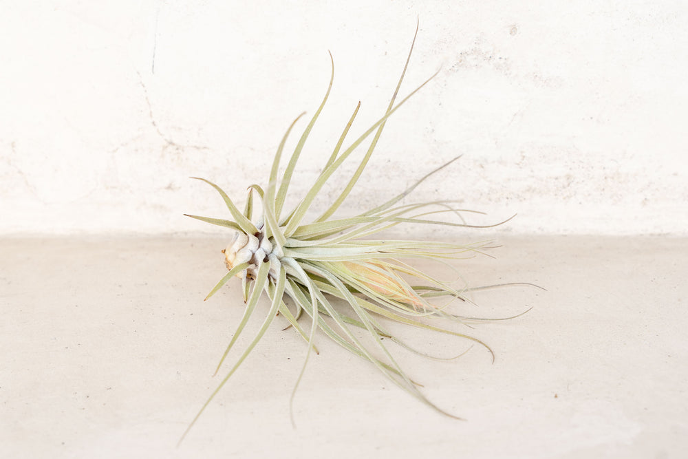 tillandsia magnusiana air plant