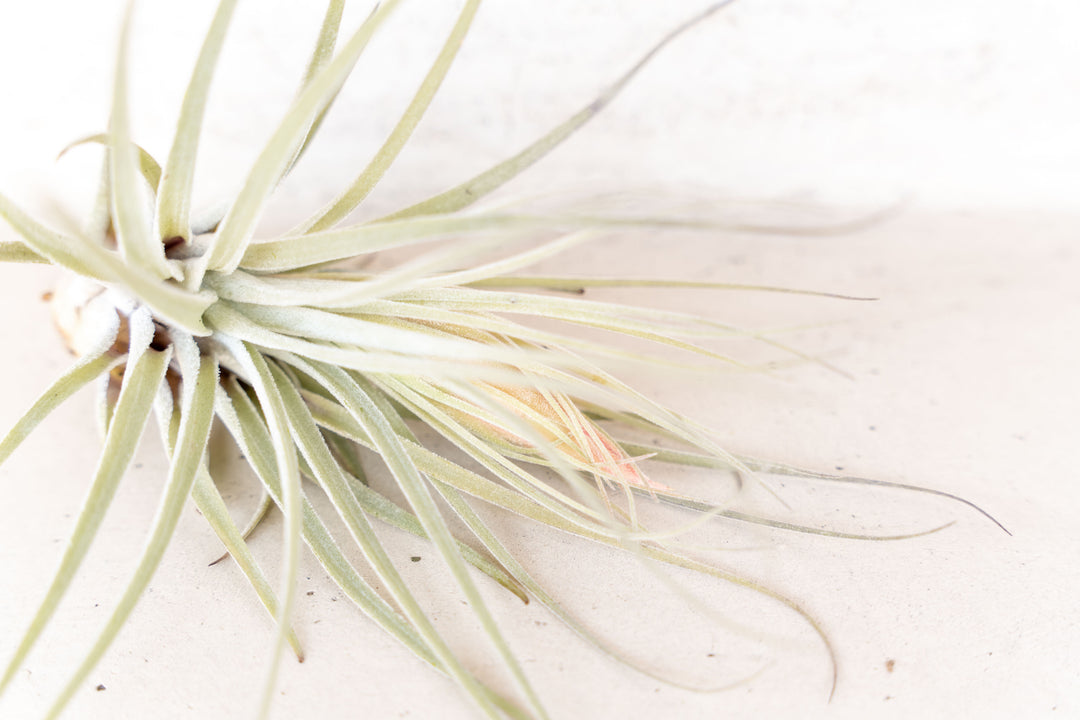 Tillandsia Soft Leaf Stricta Air Plant