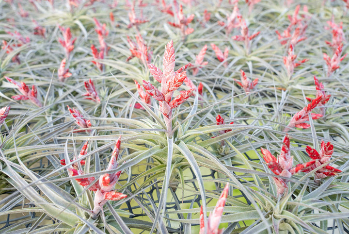 hundreds of blooming tillandsia murorum air plants on a shelf at the farm