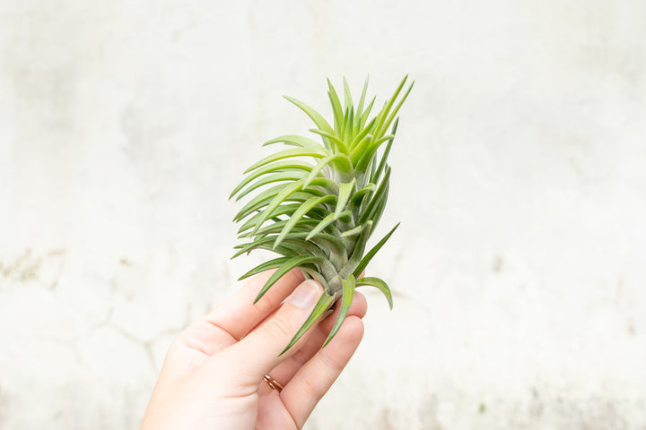 Tillandsia Neglecta Air Plant