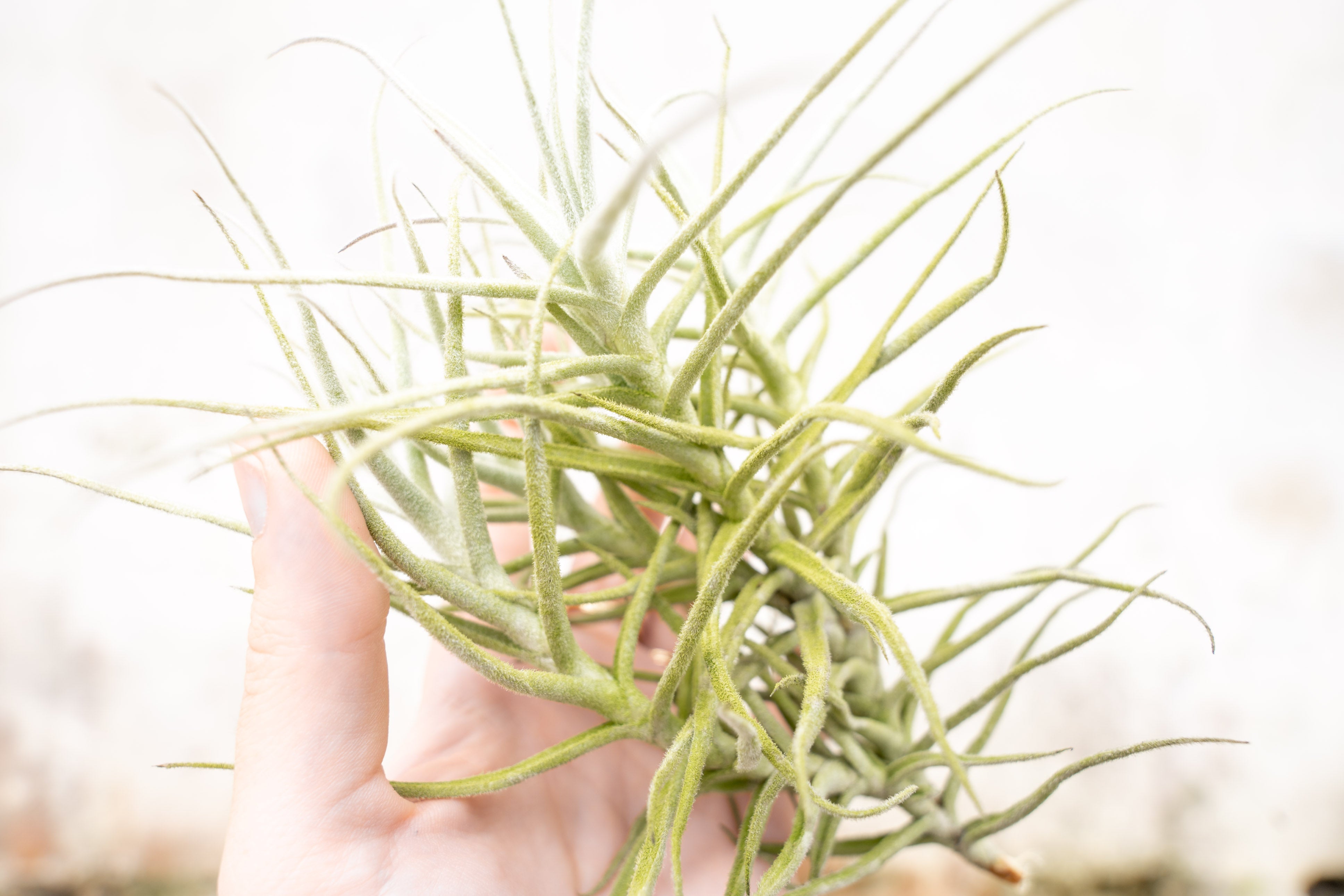 Tillandsia Paleacea Air Plants - Single and Clumping Forms – Air