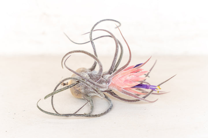 Blooming Tillandsia Pruinosa Air Plant