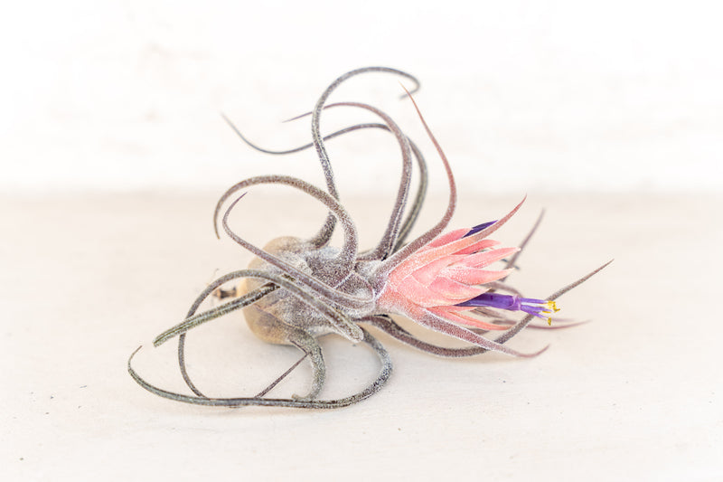 Tillandsia Pruinosa Air Plant with Beautiful Pink Bud with Purple Flower