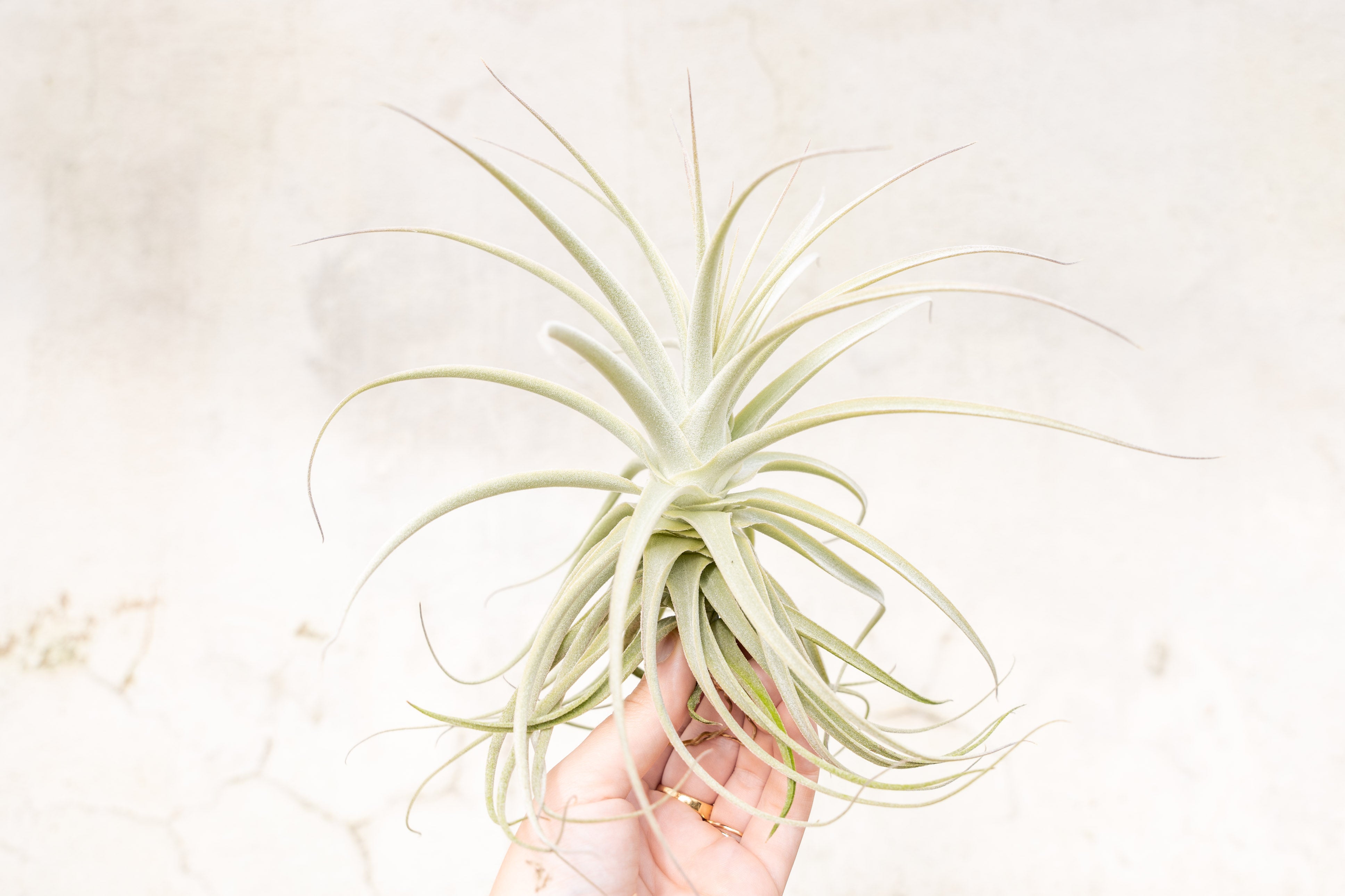 Tillandsia Purpurea Air Plants - Rare Frangrant Flowering – Air