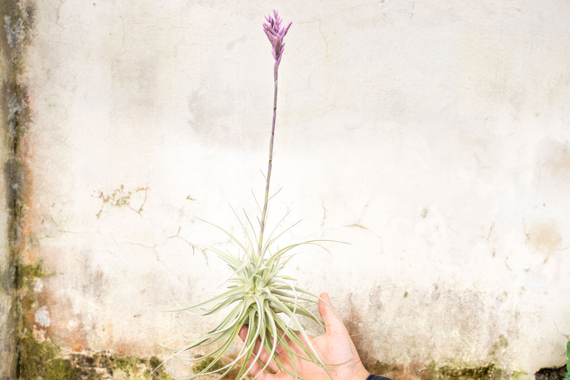 tillandsia purpurea air plant with a 12 inch bloom stalk
