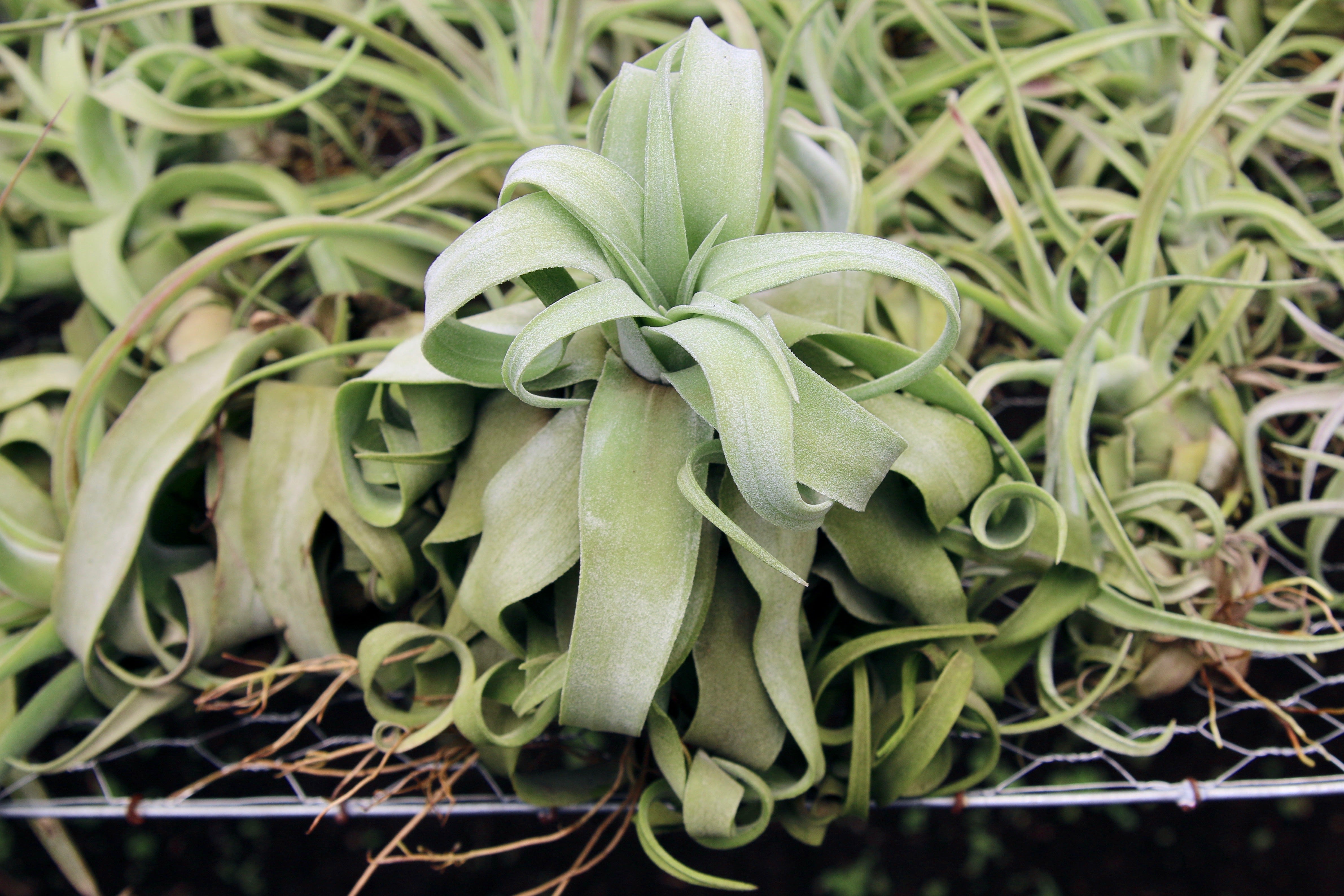 Tillandsia Streptophylla Pure Air Plants - Collector's Variety [Single  Plant] - Small