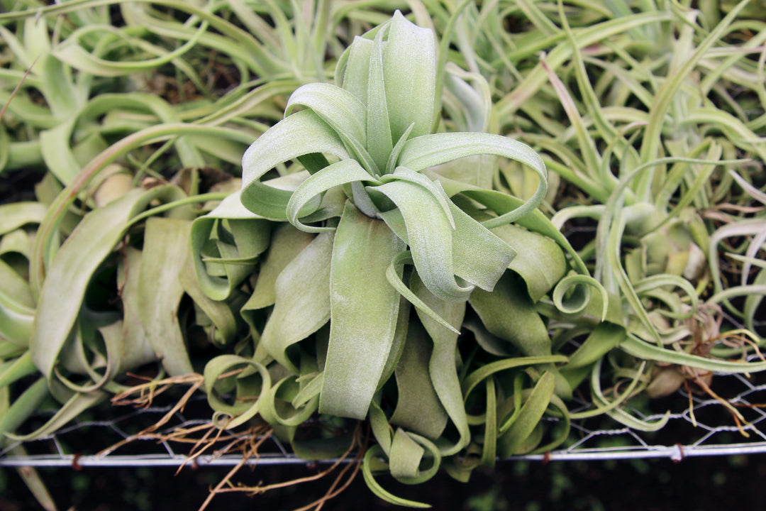 Tillandsia Streptophylla Air Plants