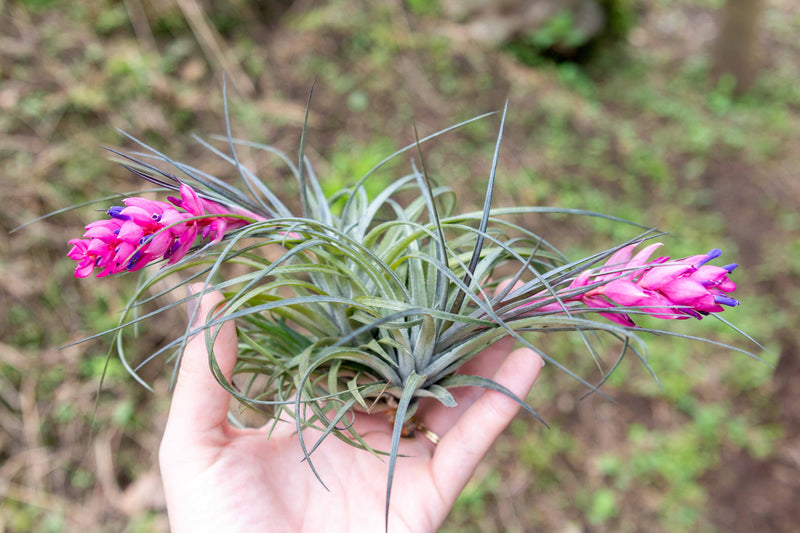 Two Tillandsia Stricta Hybrid Air Plants with Pink and Purple Blooms