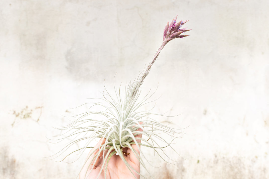 large tillandsia tectorum ecuador air plant with large bloom spike