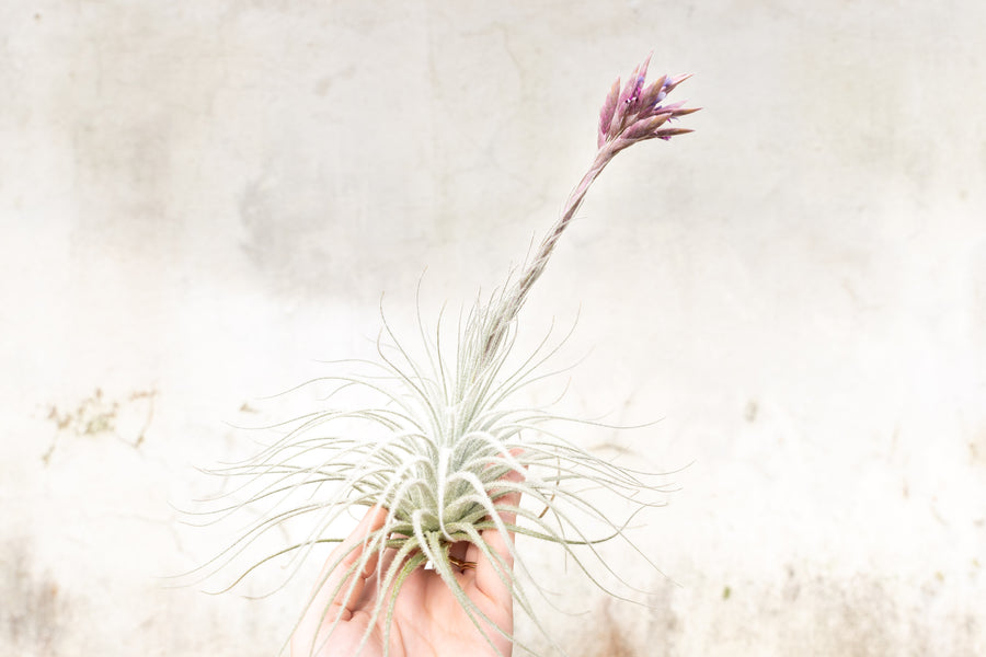 large tillandsia tectorum ecuador air plant with large bloom spike