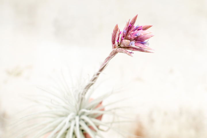close up of a pink and purple bloom on a tillandsia tectorum ecuador air plant