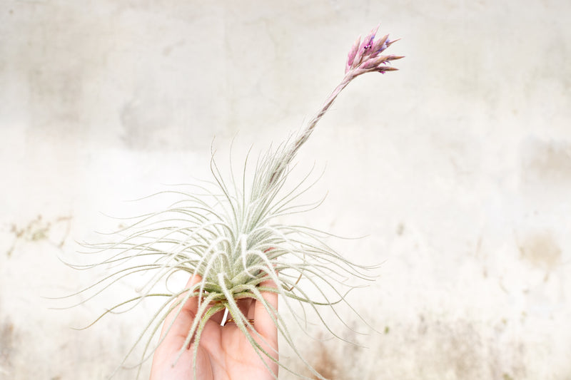 Large tillandsia tectorum ecuador air plant with pink and purple bloom spike