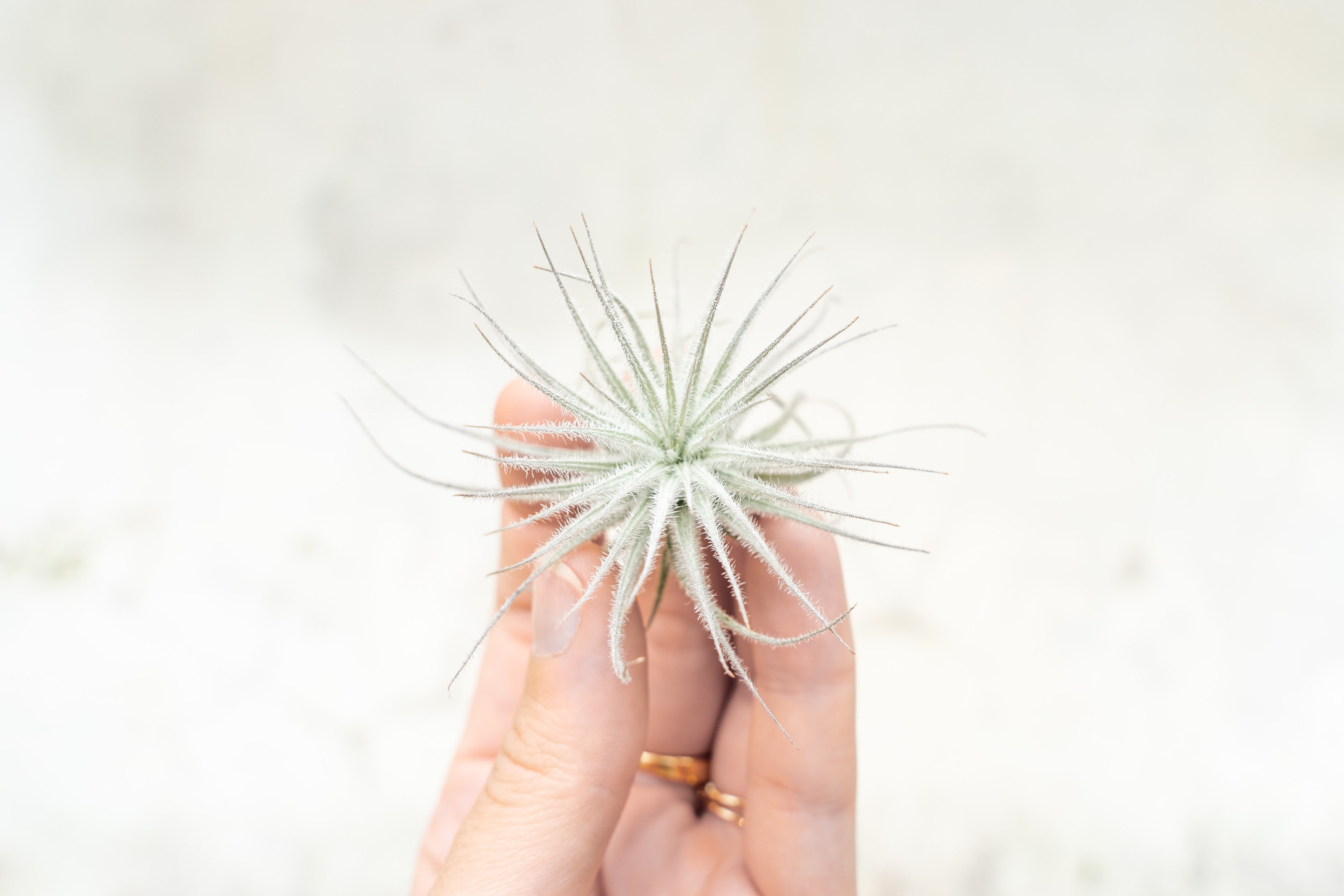 Air Plant Shop Tectorum Ecuador Air Plant - Thumbnail 5