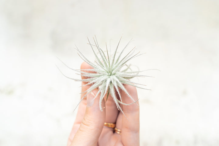 Tillandsia Tectorum Ecuador Air Plant
