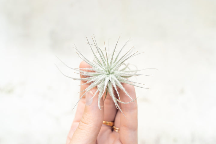 Small Tillandsia Tectorum Ecuador Air Plant
