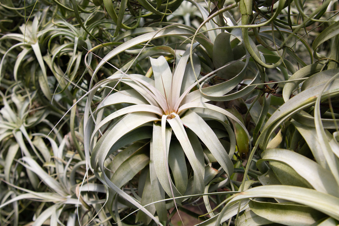 tillandsia xerographica air plant