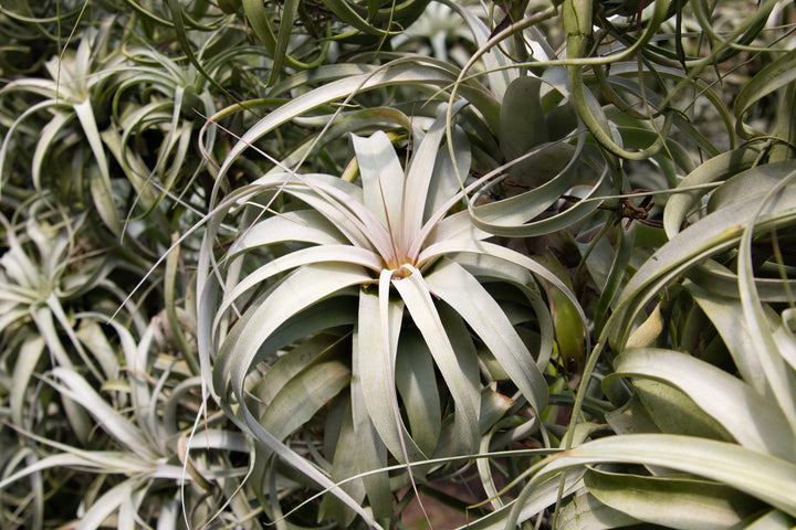 tillandsia xerographica air plant