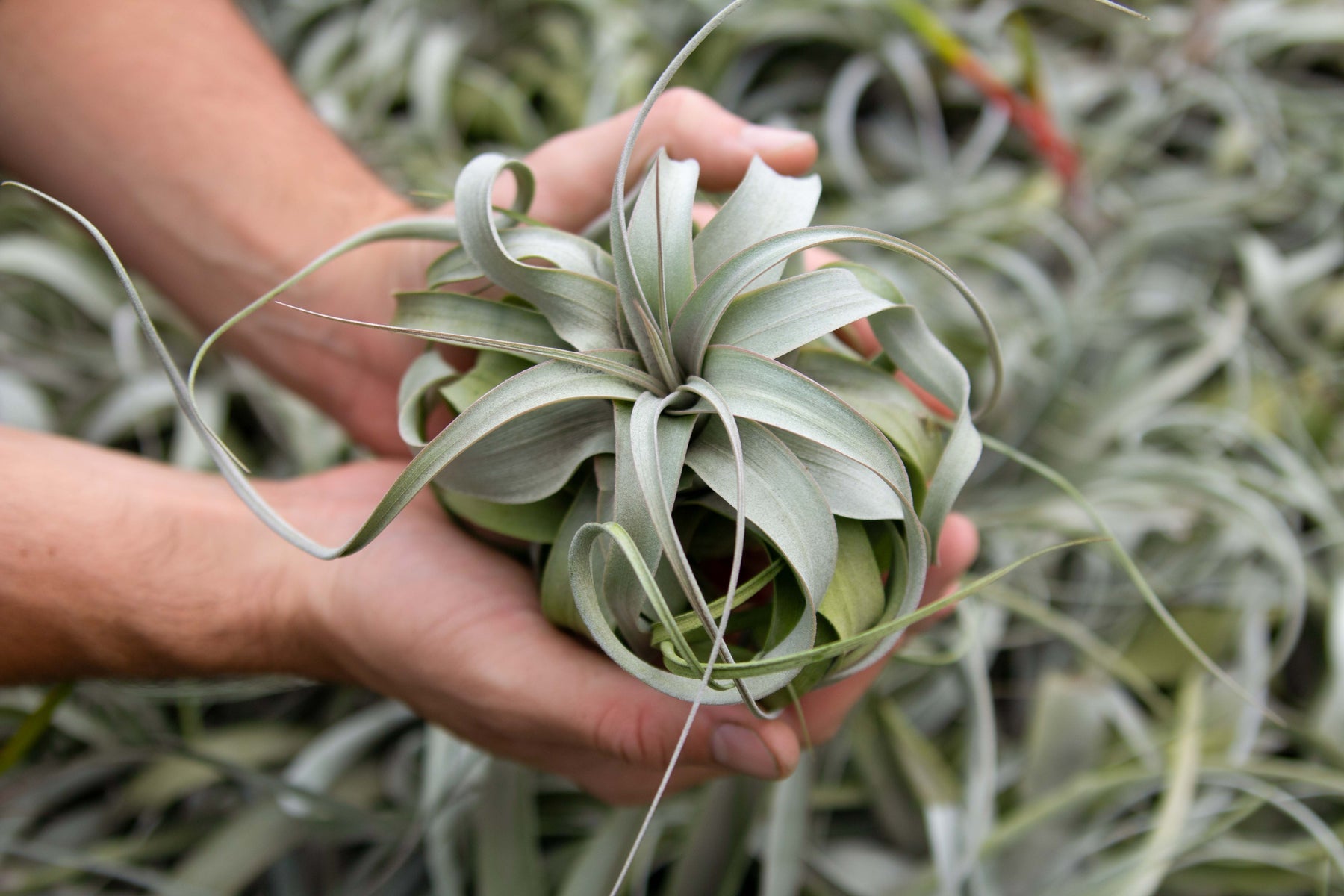 Medium Tillandsia Xerographica Air Plants - 3 for $36 Sale – Air
