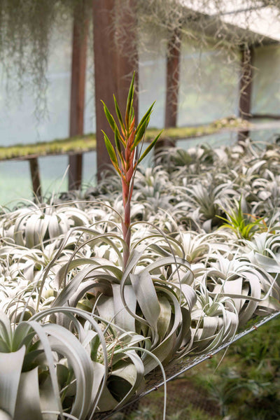 A blooming tillandsia xerographica air plant amongst many on a shelf at the farm