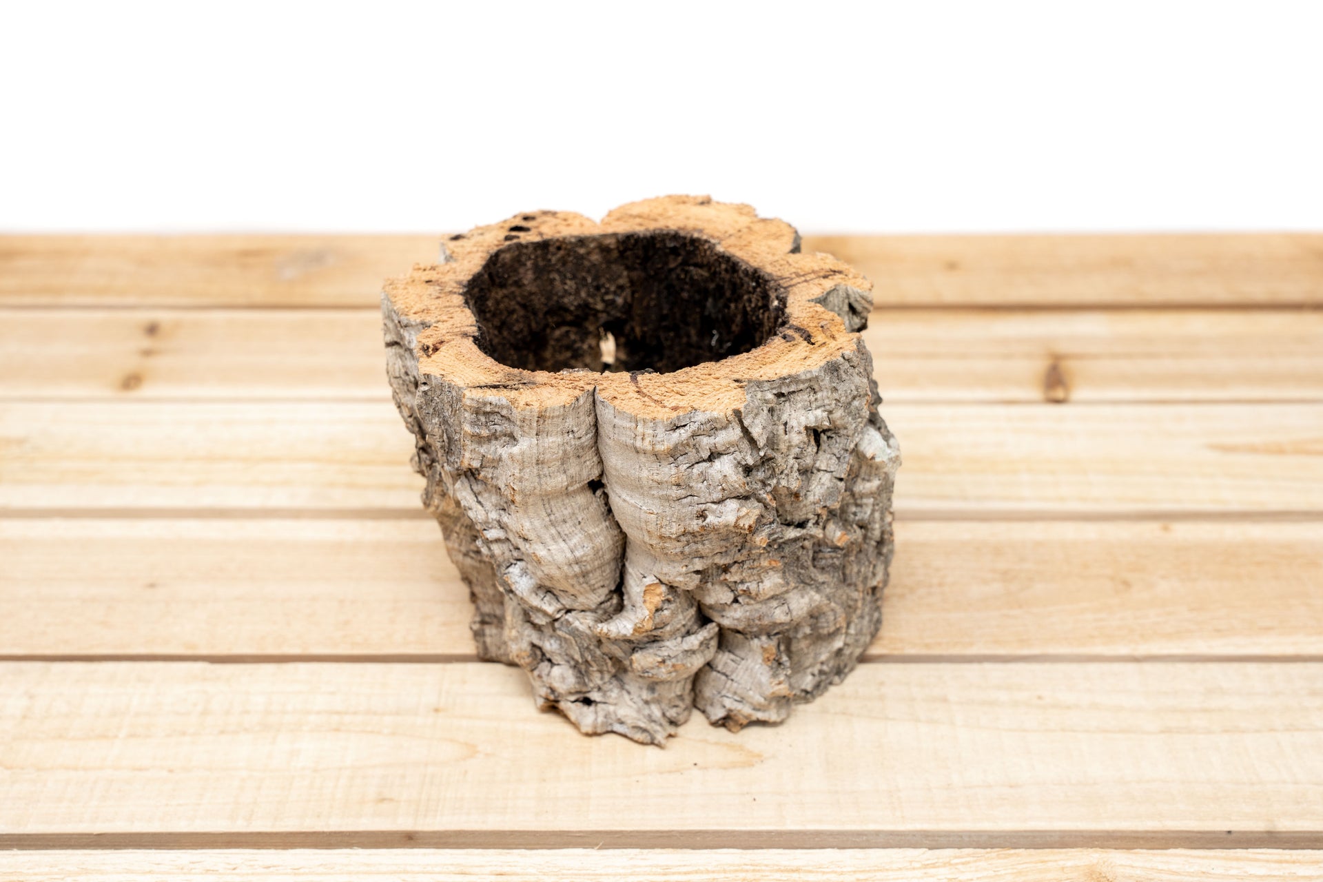 cork pots for plants Cork Bark Planters for Tillandsia Air Plants – Air Plant Shop