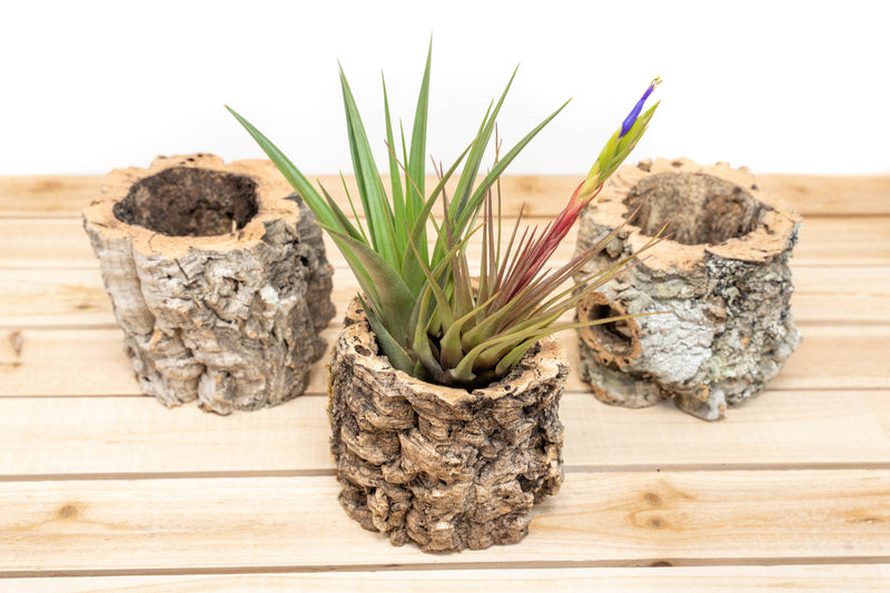 Natural Cork Bark Planter with Tillandsia Fasciculata and Blooming Melanocrater Air Plants