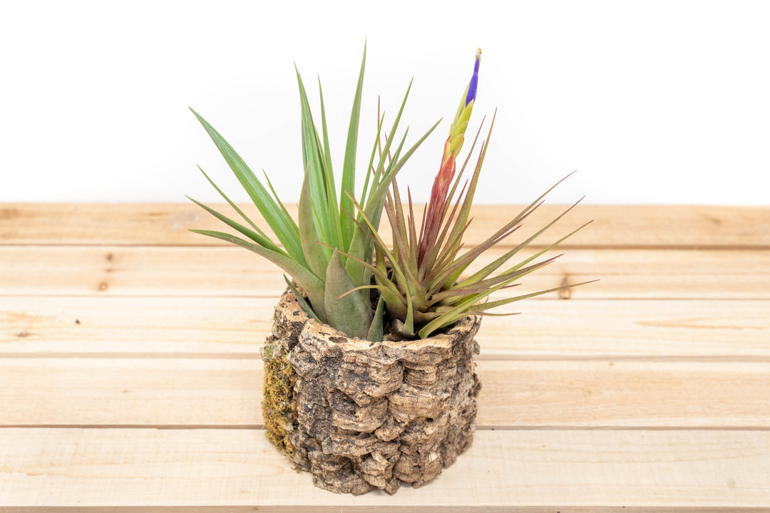 Natural Cork Bark Planter with TIllandsia Fasciculata and Blooming Melanocrater Air Plant