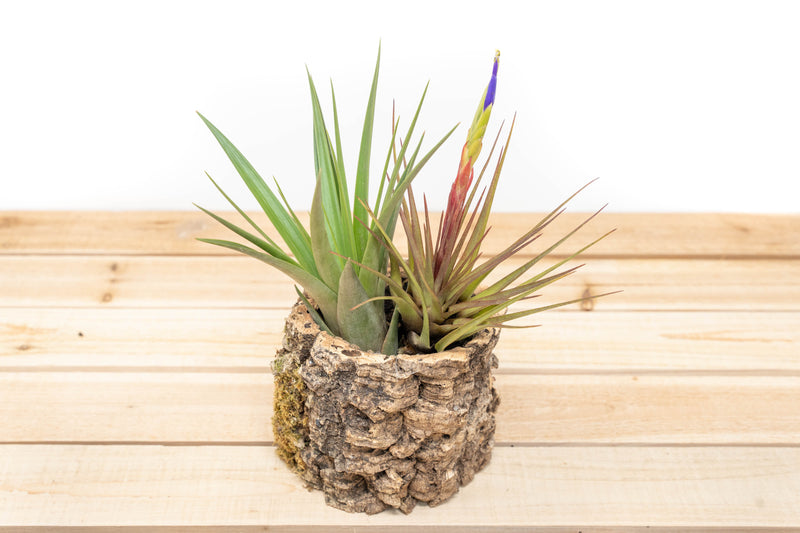 Natural Cork Bark Planter with TIllandsia Fasciculata and Blooming Melanocrater Air Plant