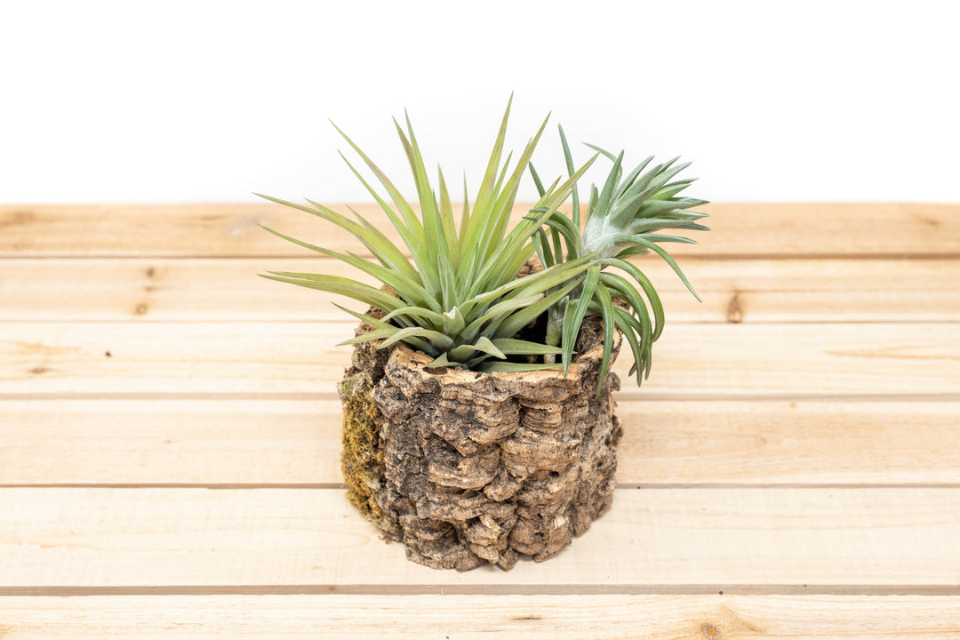 how to attach air plants to cork bark Natural Cork Bark Planters with Assorted Tillandsia Air Plants