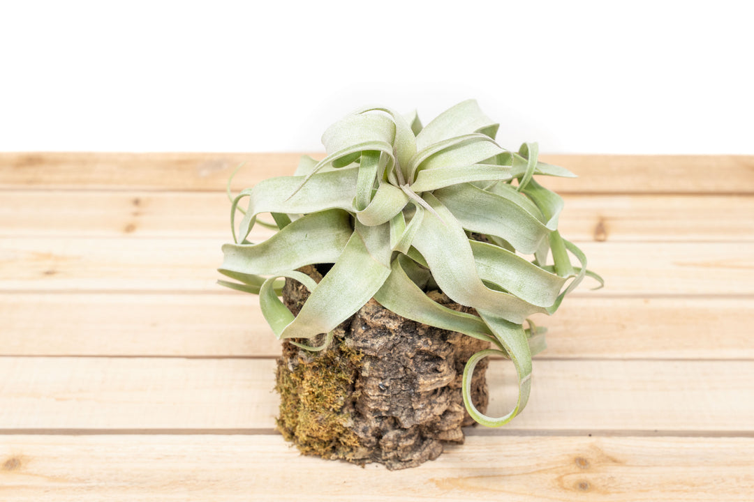 cork air plant holder Natural Cork Bark Planters with Assorted Tillandsia Air Plants