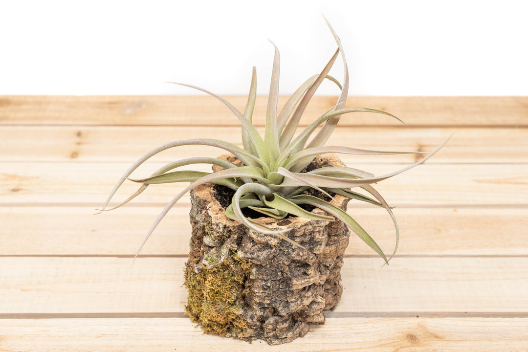 Natural Cork Bark Planter with Tillandsia Capitata Peach Air Plant