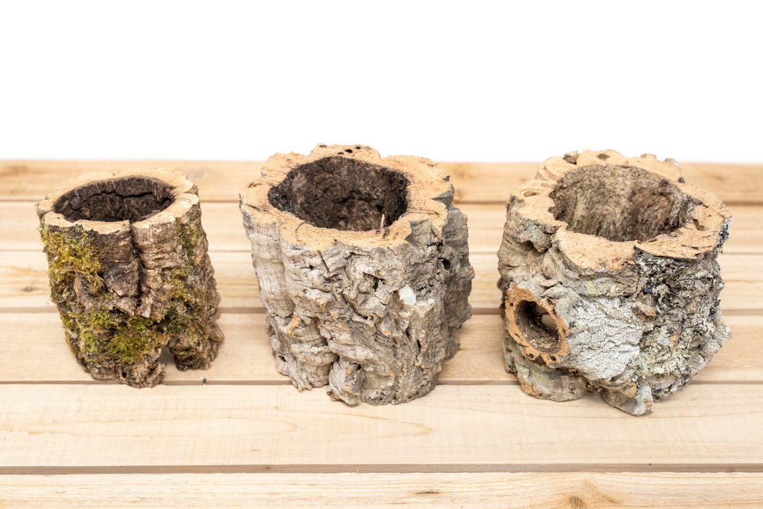 bark planter pot Cork Bark Planters for Tillandsia Air Plants – Air Plant Shop
