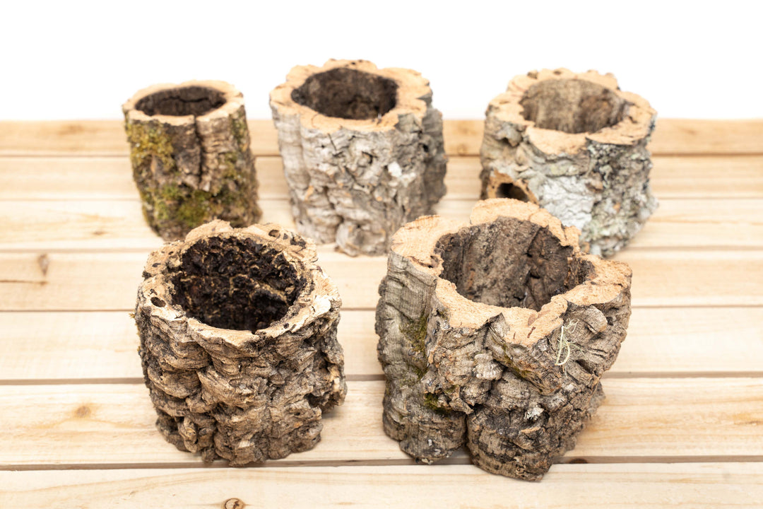 5 Natural Cork Bark Planters