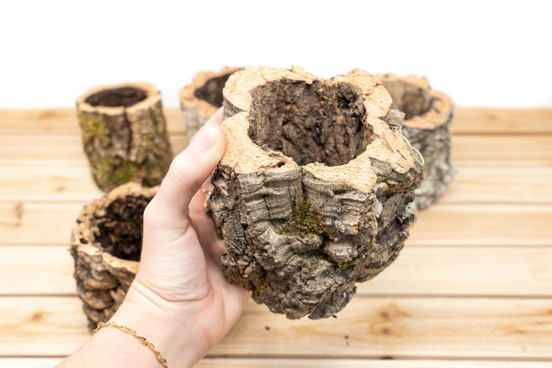 5 Natural Cork Bark Planters