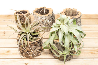 5 Natural Cork Bark Planters, 2 containing Assorted Tillandsia Air Plants