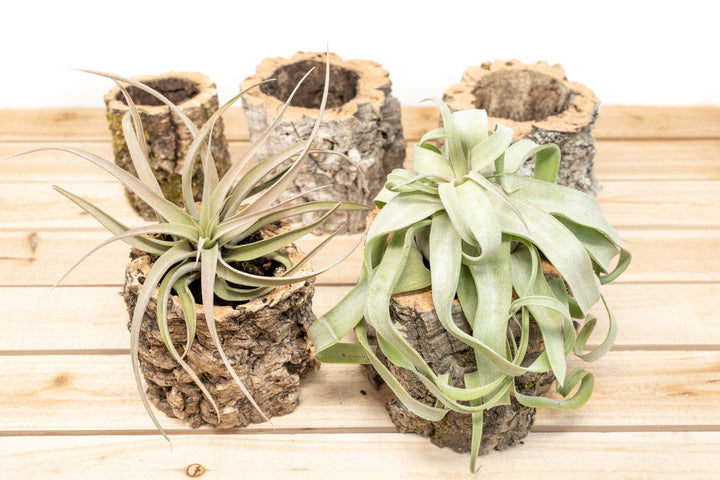 5 Natural Cork Bark Planters, 2 with Assorted Tillandsia Air Plants
