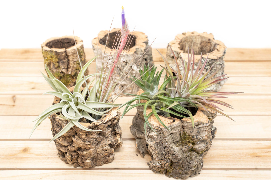 5 Natural Cork Bark Planters, 2 containing Assorted Tillandsia Air Plants