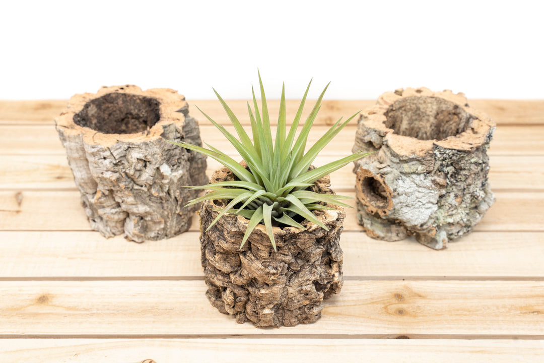 air plant cork Natural Cork Bark Planters with Assorted Tillandsia Air Plants