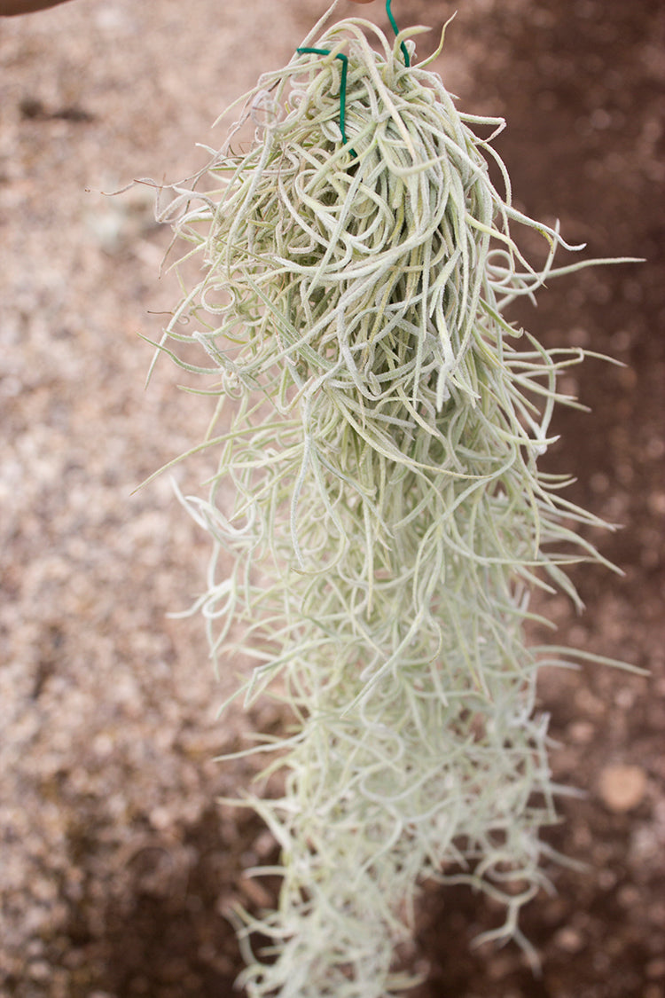 Colombia Thick Spanish Moss