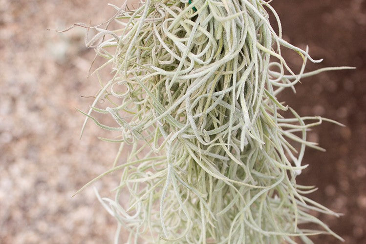 Colombia Thick Spanish Moss