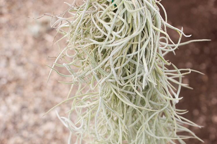 Colombia Thick Spanish Moss Clumps