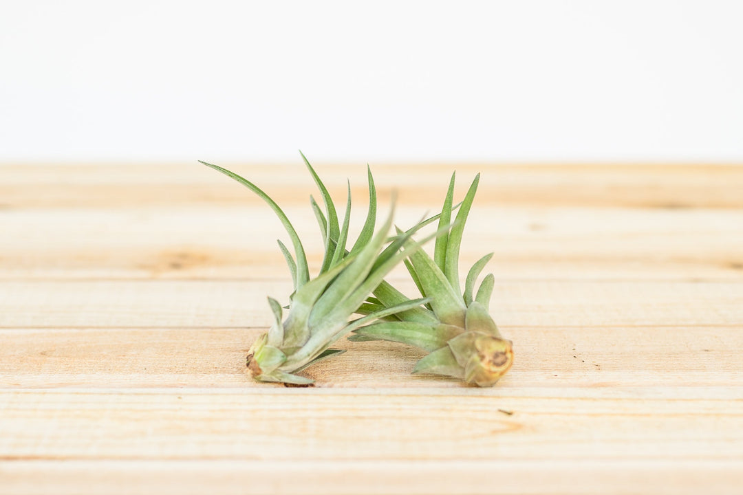 2 tillandsia velutina air plants