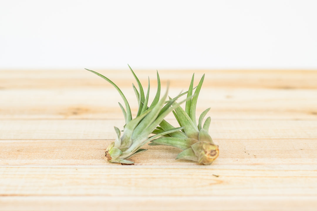 two tillandsia velutina air plants