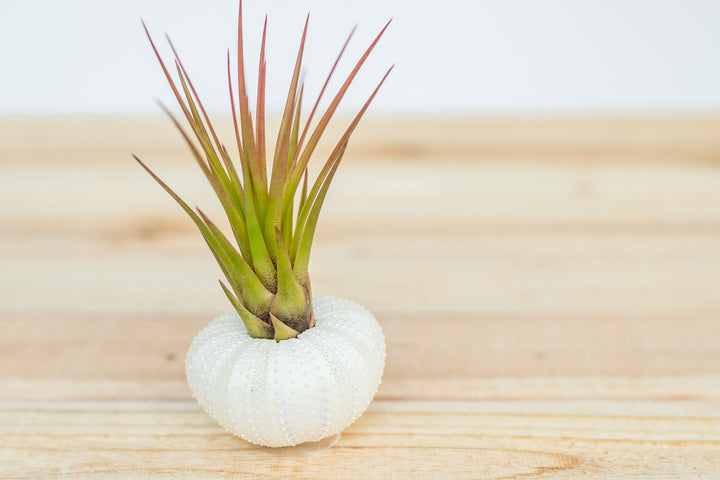 White Urchin Seashell with Tillandsia Air Plants