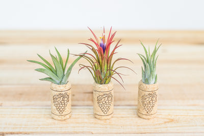 wine corks with magnets and tillandsia ionantha air plants