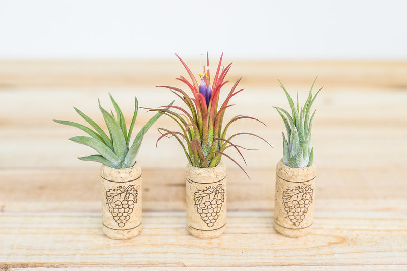 3 magnet wine corks with assorted tillandsia air plants
